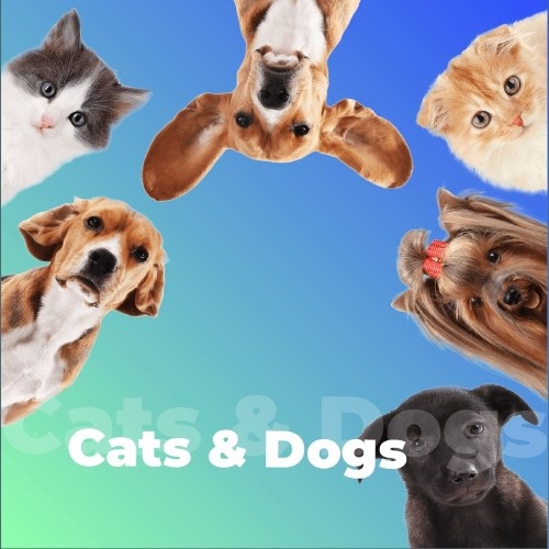 Cats & Dogs - 101.ru